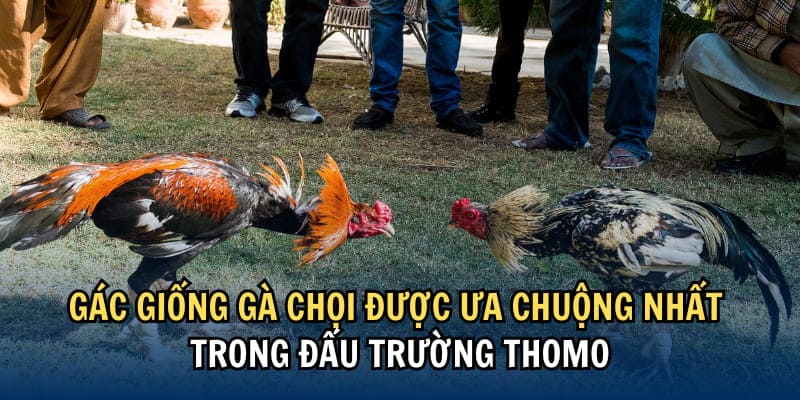 Đá gà Thomo cựa dao có nhiều chiến binh chất lượng