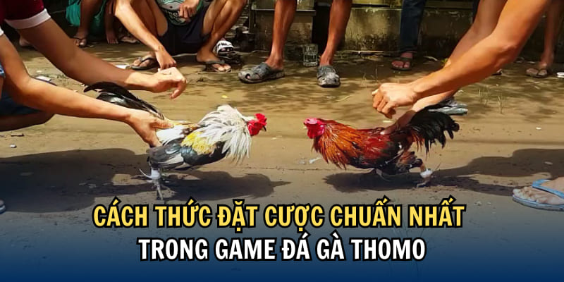 Quan sát kỹ chiến binh để đặt cược chính xác