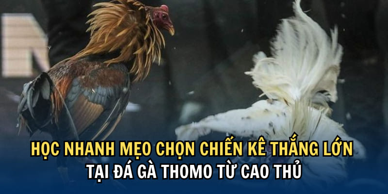 đá gà thomo cựa dạo