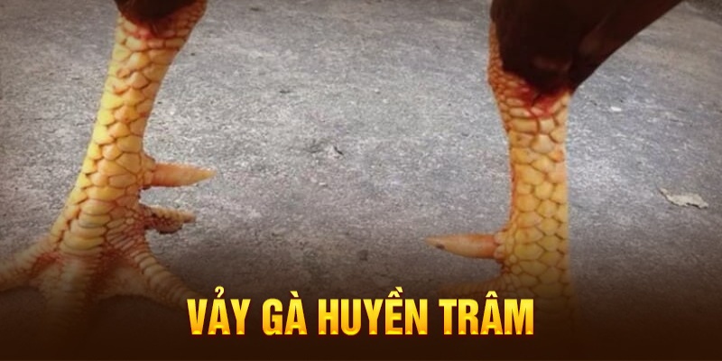 Chế độ dinh dưỡng khi chăm sóc vảy gà huyền trâm