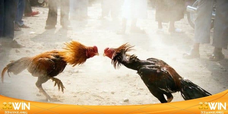 Bí quyết chiến thắng trong các trận chọi kê