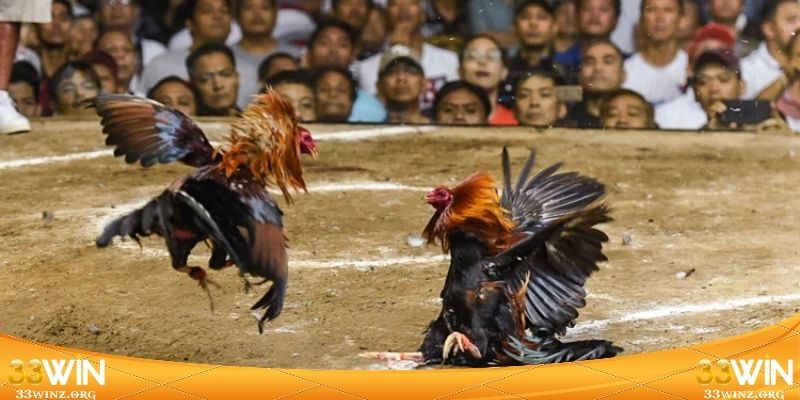 Góc nhìn tổng quan về đá gà trực tiếp 24h