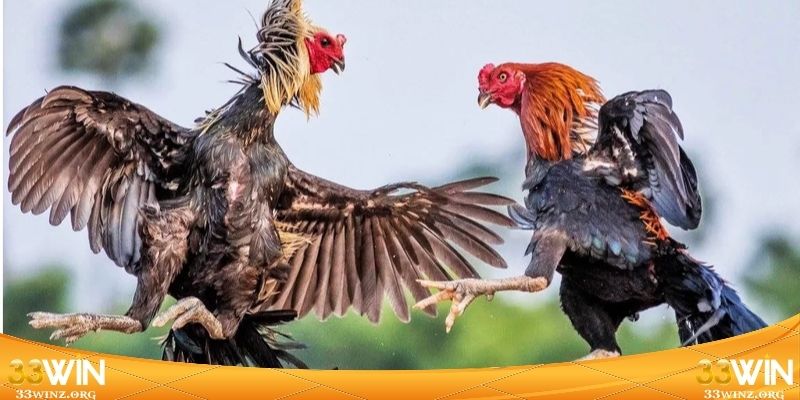 Tổng hợp các dòng chọi kê thịnh hành