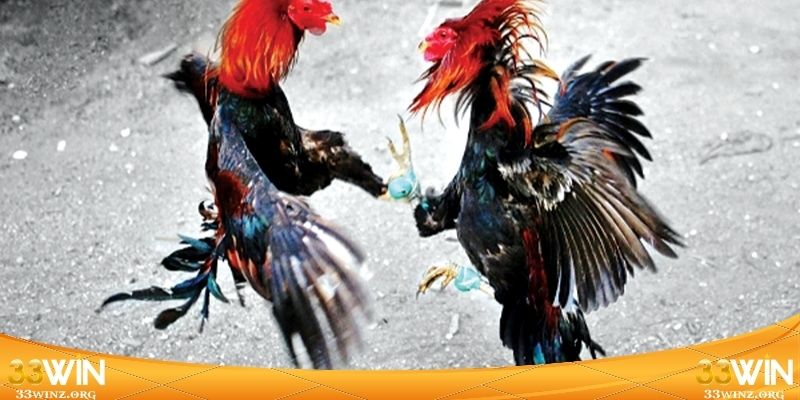 Tuyệt chiêu hốt bạc tỷ từ cao thủ